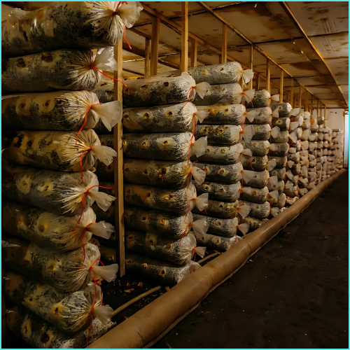 Mushroom Farming